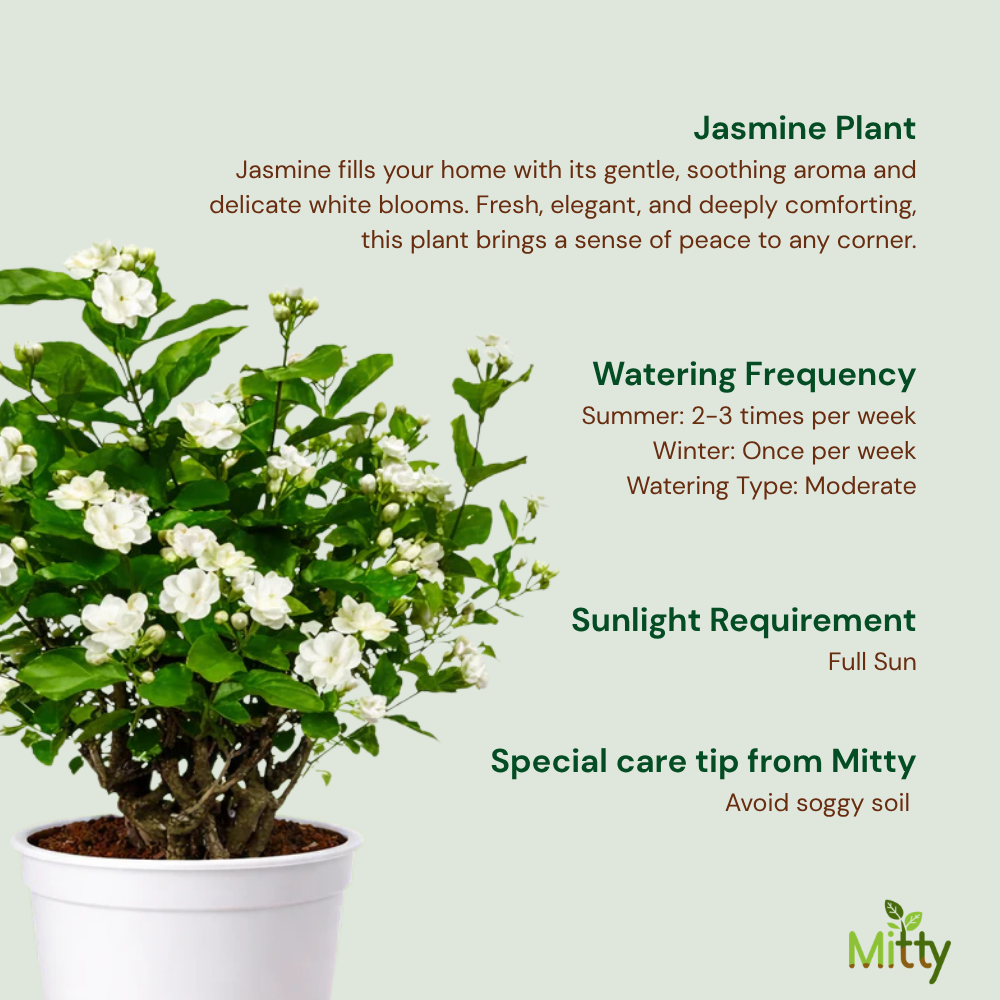 Jasmine Plant