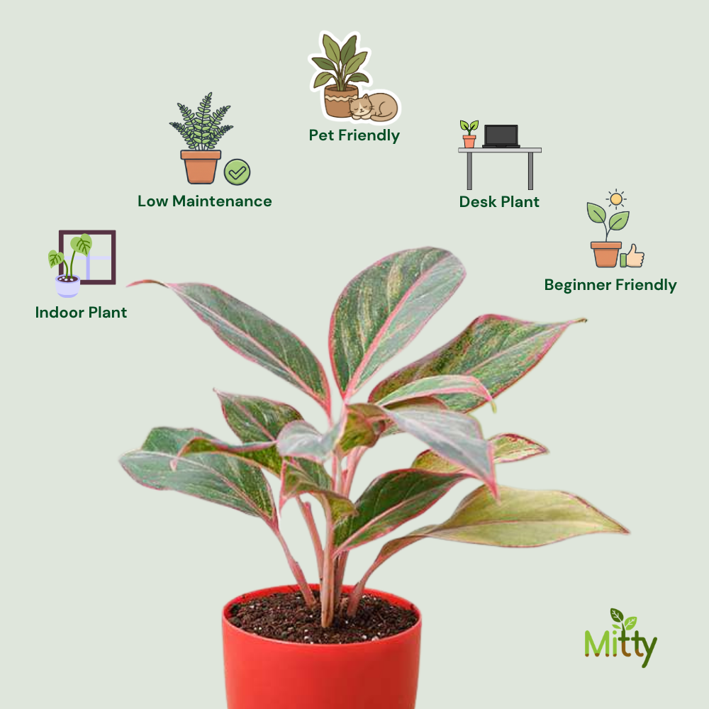 Aglaonema Red Plant
