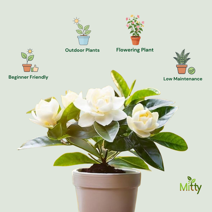 Jasmine Plant