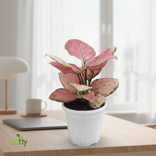 Aglaonema Pink Plant