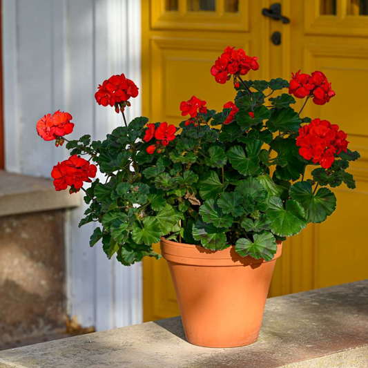 Geranium Plant