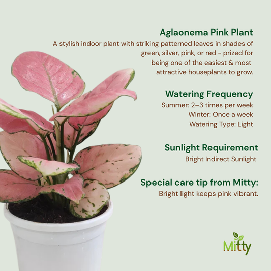 Aglaonema Pink Plant
