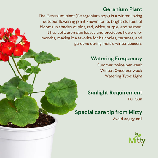 Geranium Plant