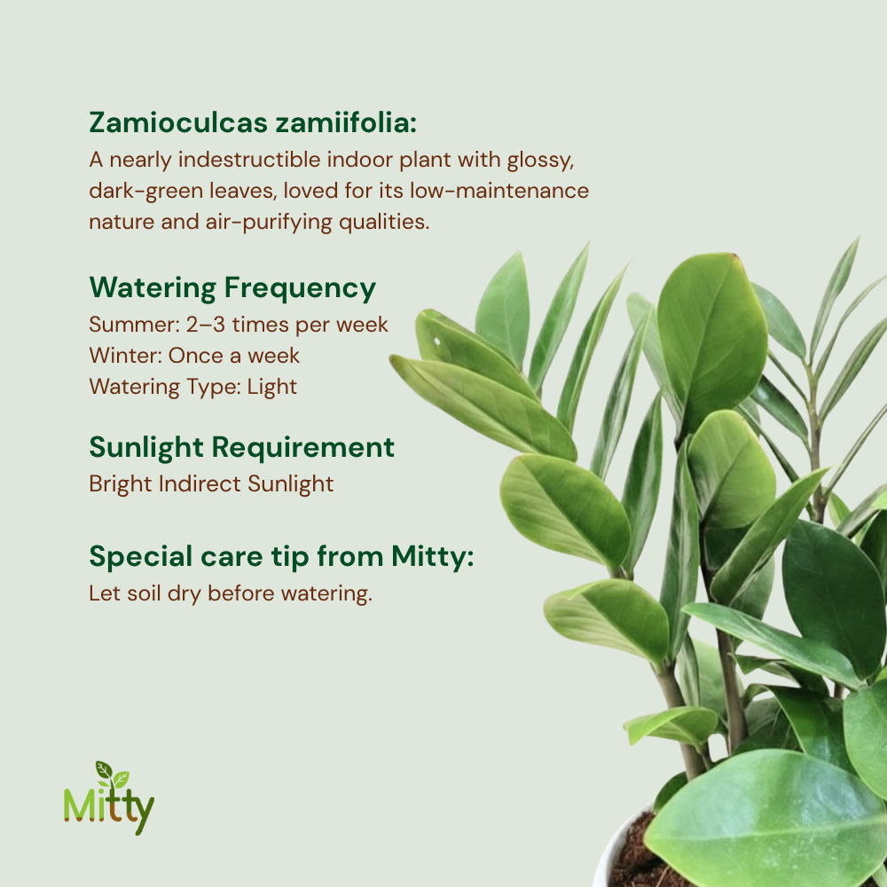 ZZ Plant