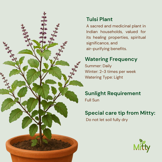 Tulsi Plant