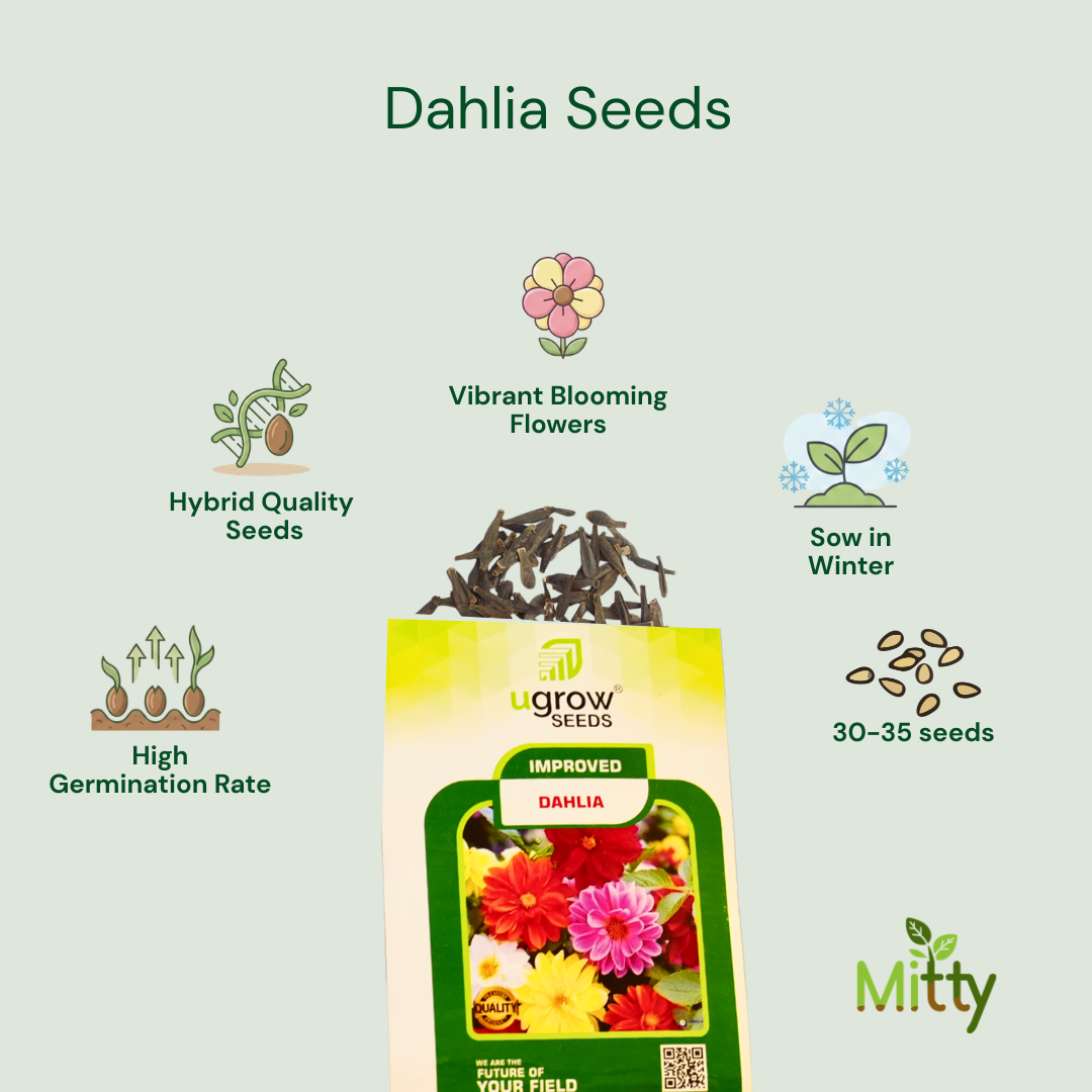Dahlia Seeds