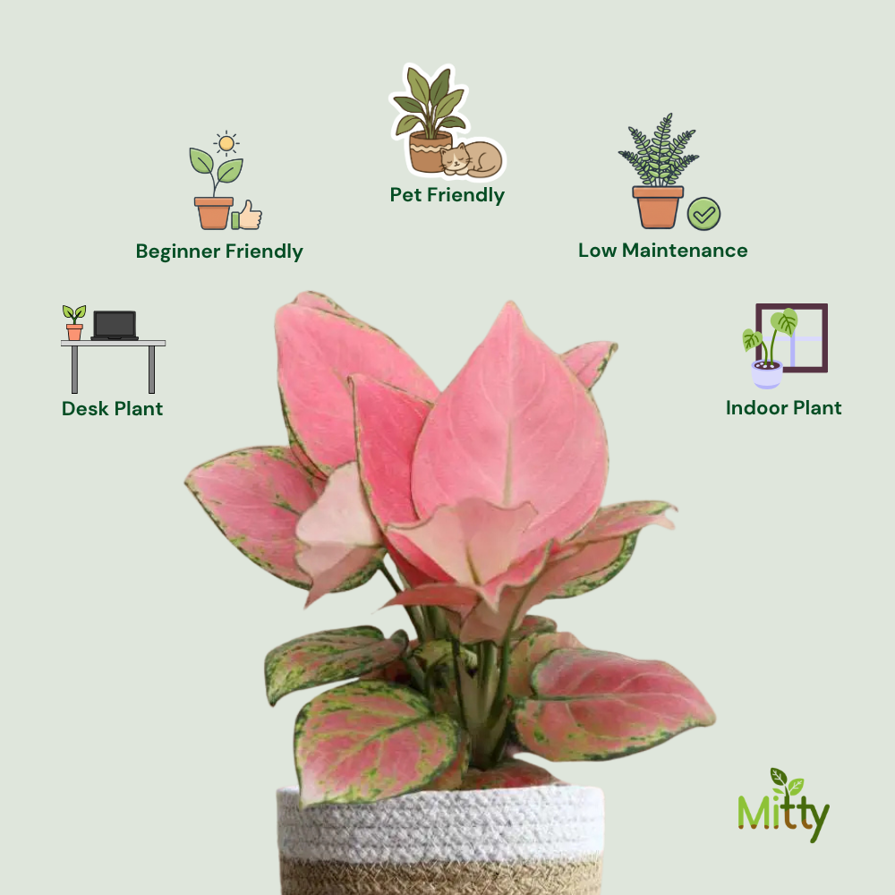Aglaonema Pink Plant