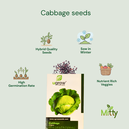 Cabbage Seeds