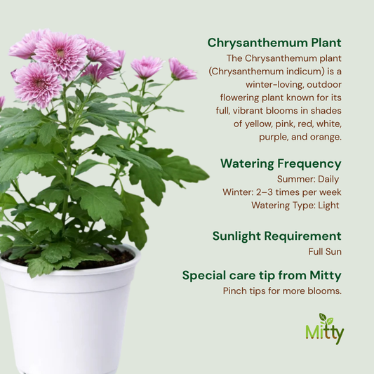 Chrysanthemum Plant