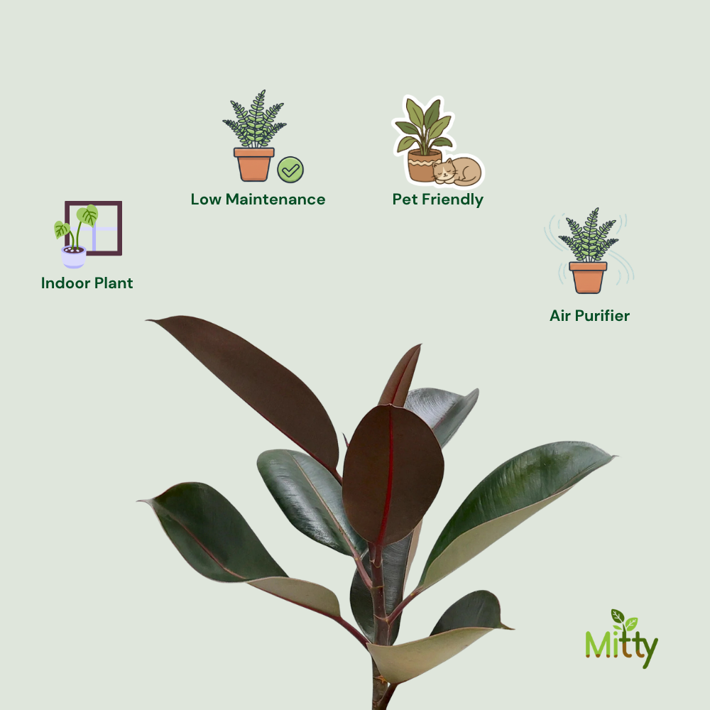 rubber plant air purifier Rubber Plant – Mitty
