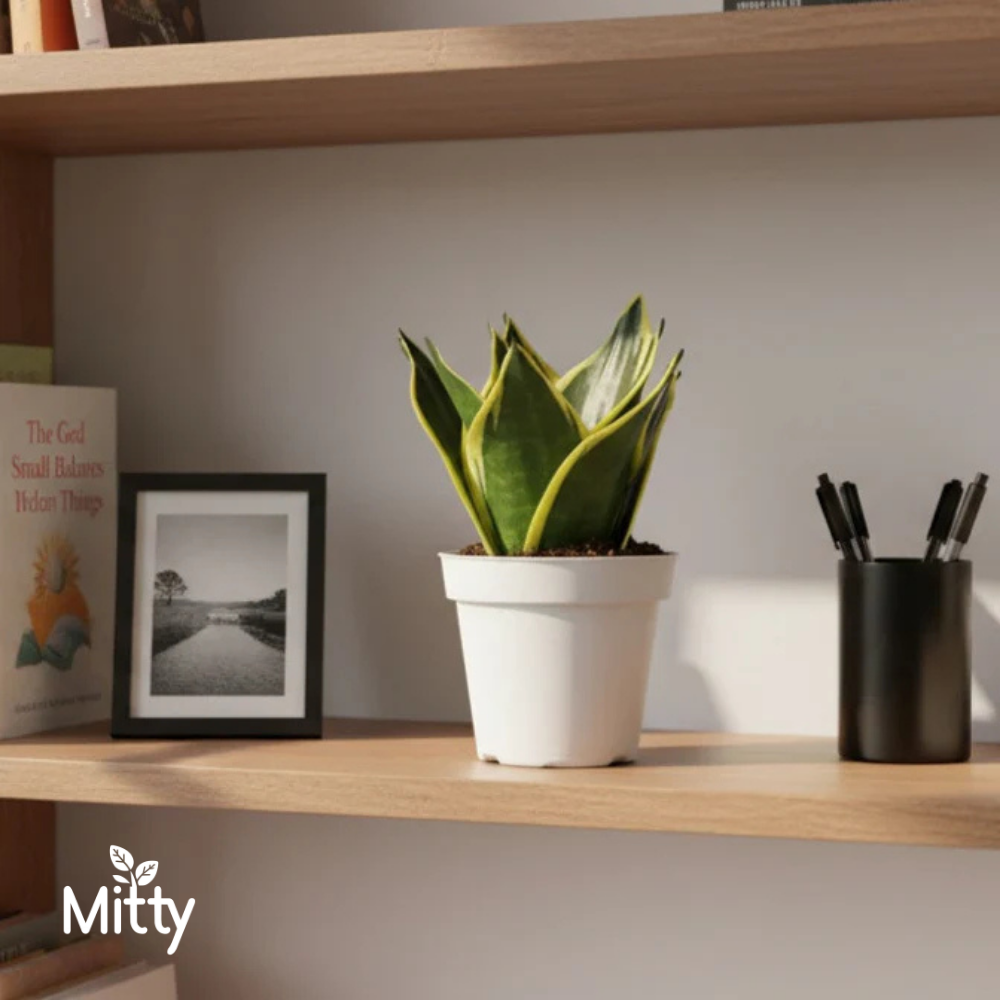 Snake Laurentii Plant