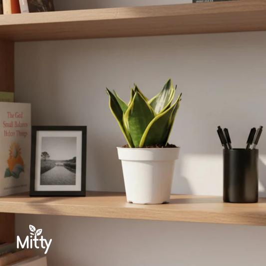 Snake Laurentii Plant