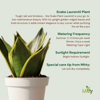 Snake Laurentii Plant