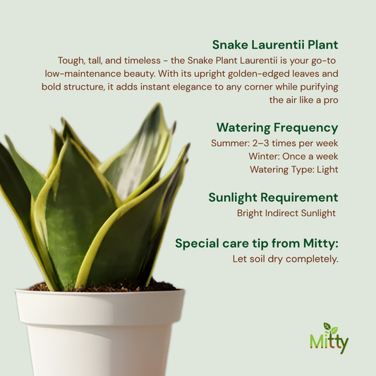 Snake Laurentii Plant