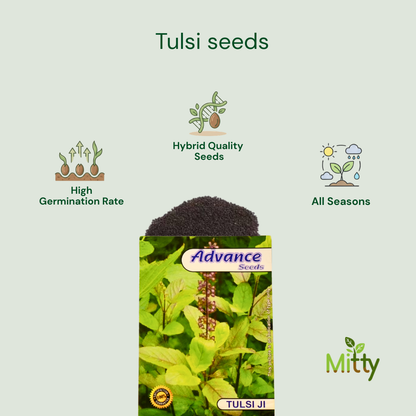 Tulsi (Holy Basil) Seeds
