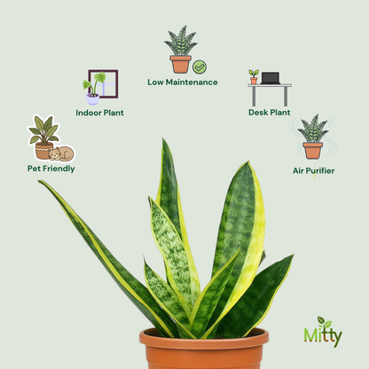 Snake Laurentii Plant