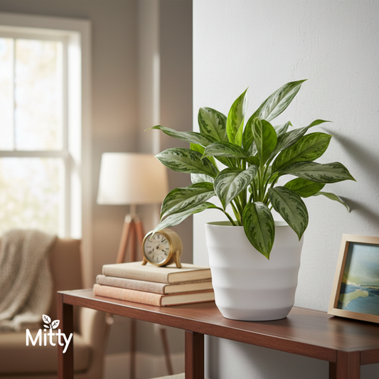 Aglaonema Dove Plant