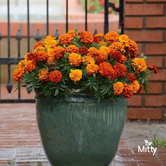 Marigold Plant