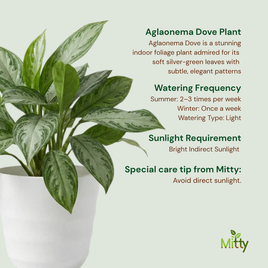 Aglaonema Dove Plant