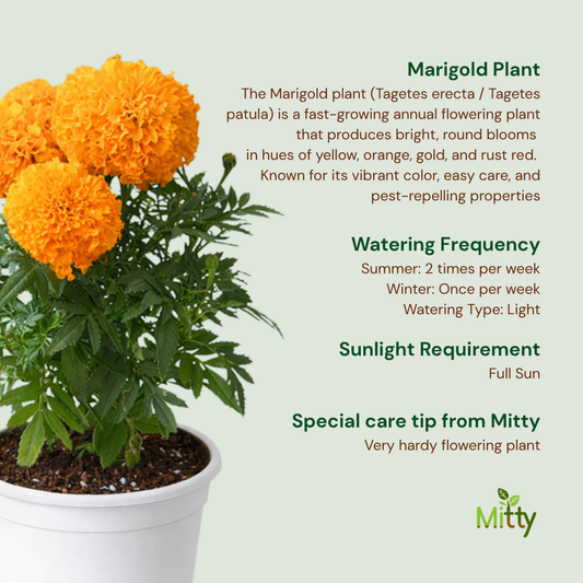 Marigold Plant