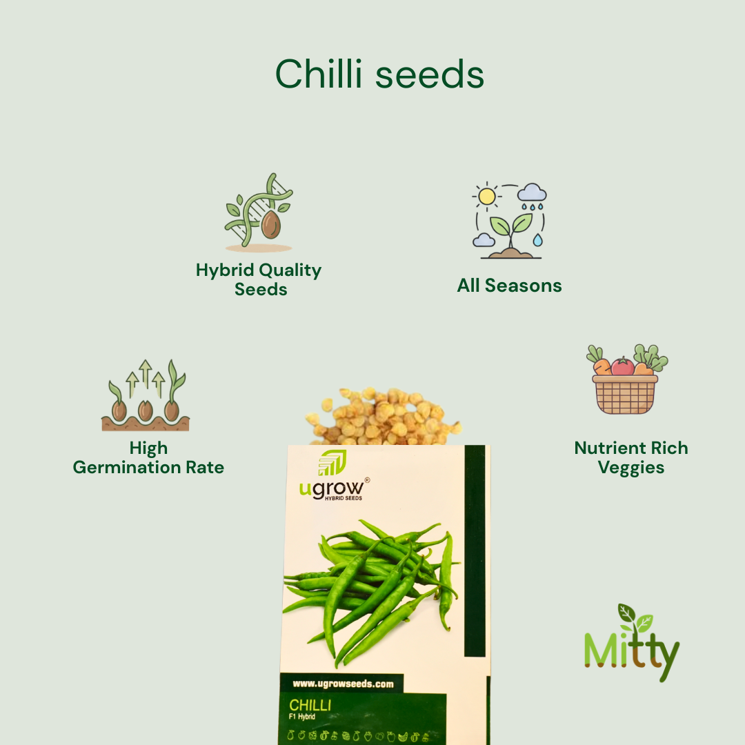 Chilli Seeds
