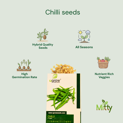 Chilli Seeds