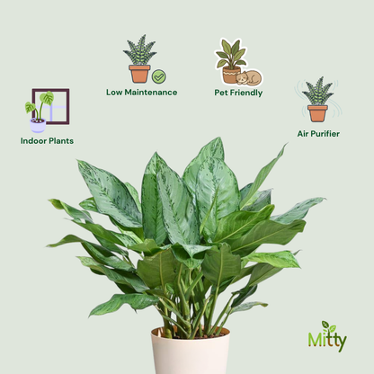 Aglaonema Dove Plant