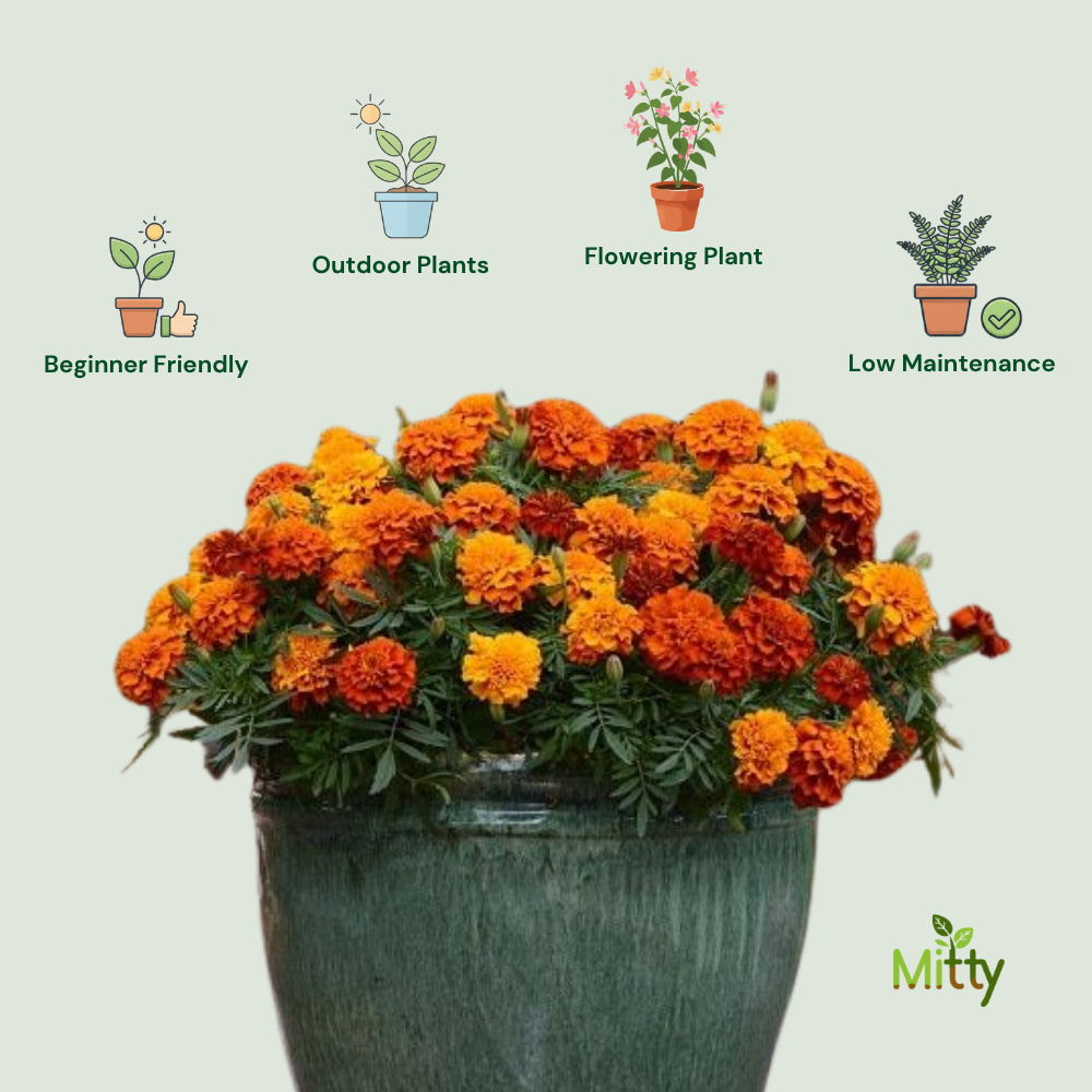 Marigold Plant