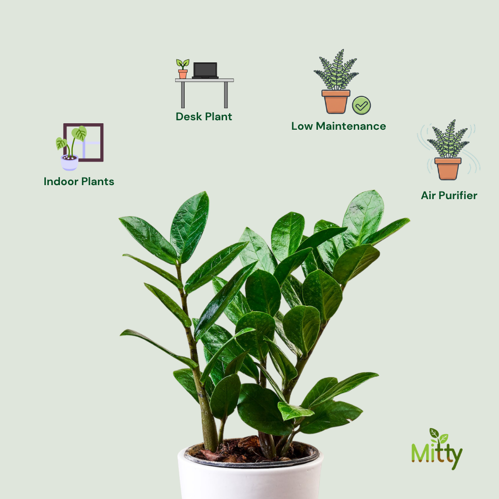 ZZ Plant