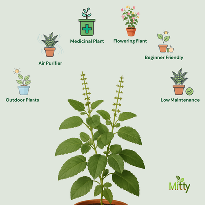Tulsi Plant