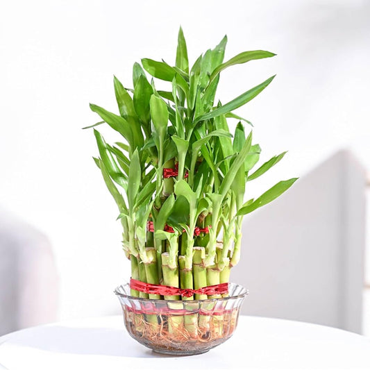 Lucky Bamboo Plant