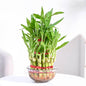 Lucky Bamboo Plant