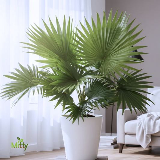 China Palm Plant