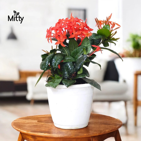 Ixora Plant