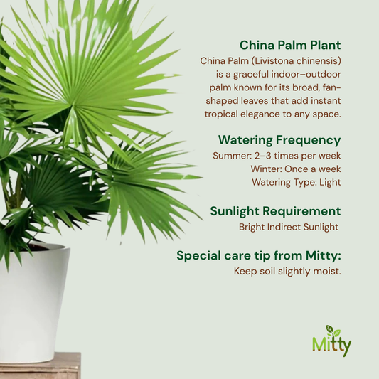 China Palm Plant