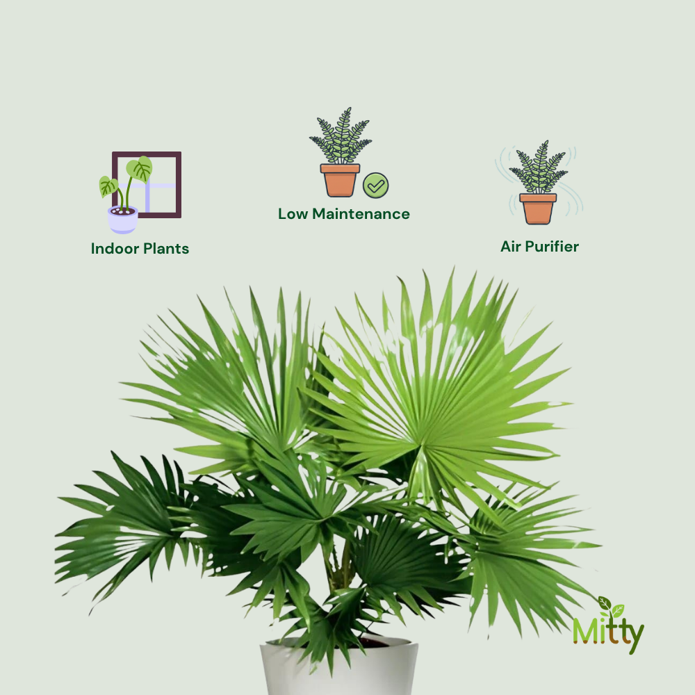 China Palm Plant