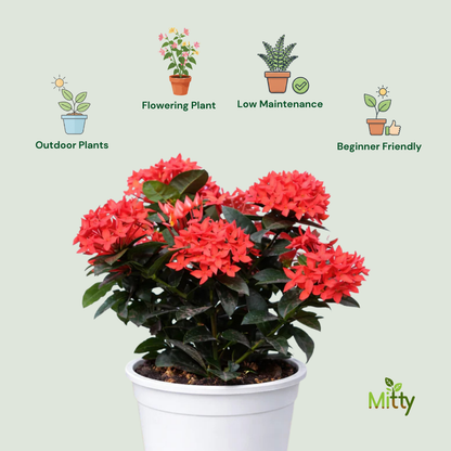 Ixora Plant