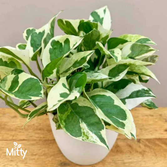 Variegated Money Plant