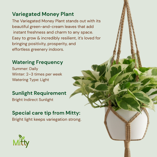Variegated Money Plant