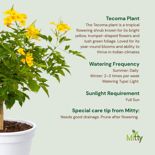 Tecoma Plant