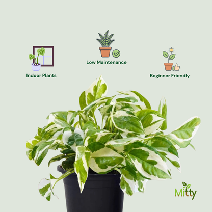 Variegated Money Plant