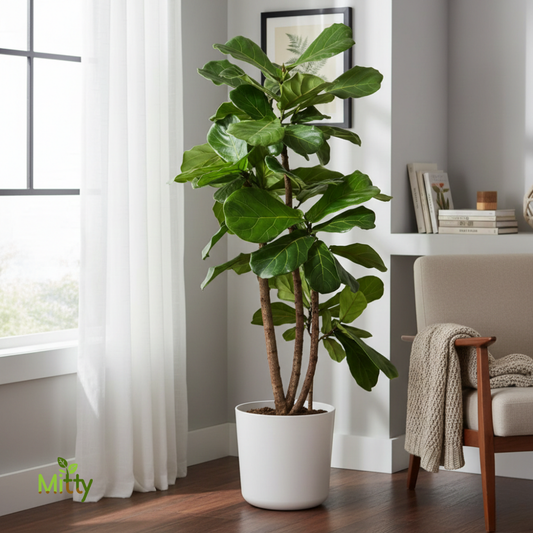 Fiddle Leaf Fig plant
