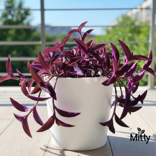 Purple Heart Plant