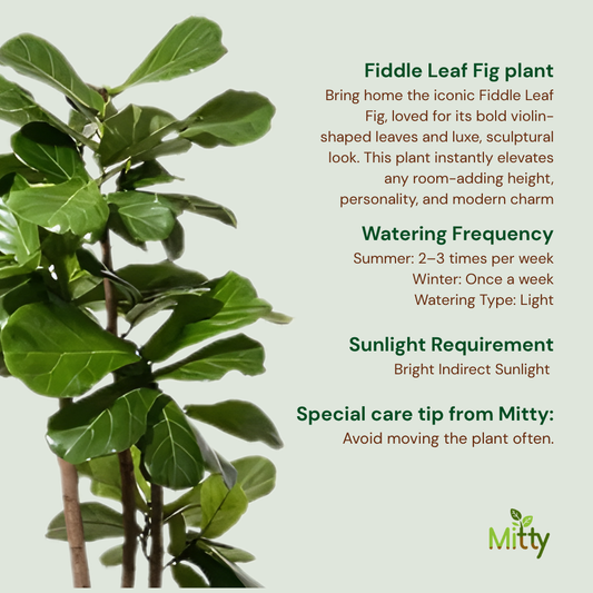 Fiddle Leaf Fig plant