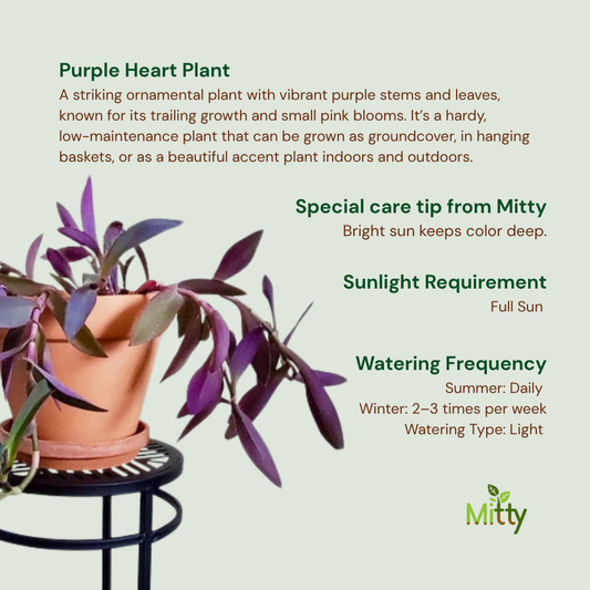 Purple Heart Plant