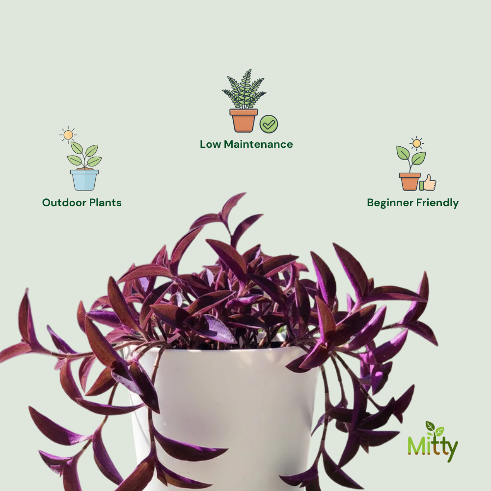 Purple Heart Plant