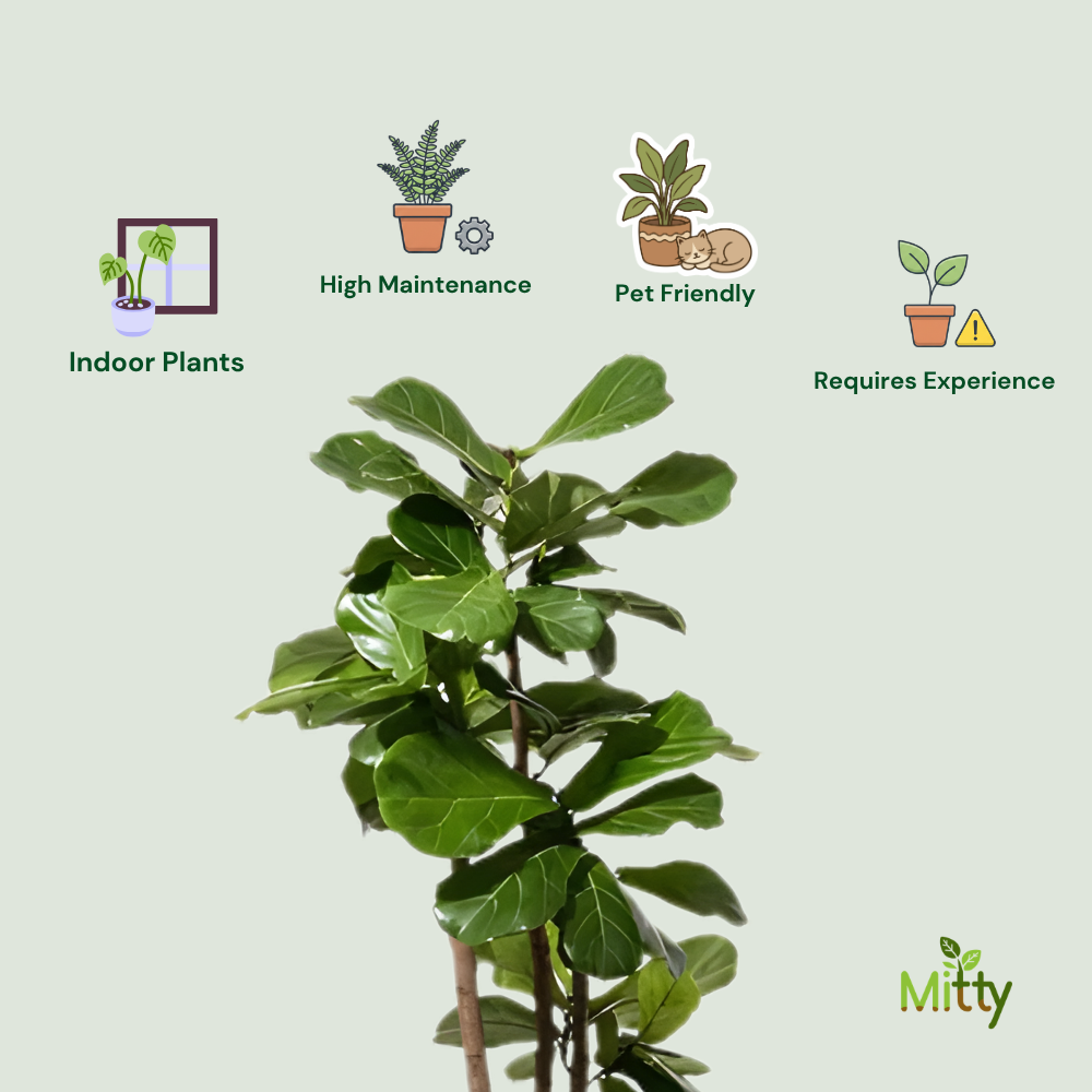 Fiddle Leaf Fig plant
