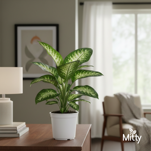 Dieffenbachia plant