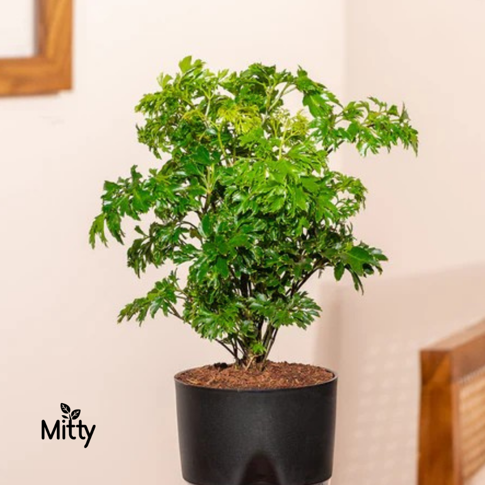 Aralia Plant