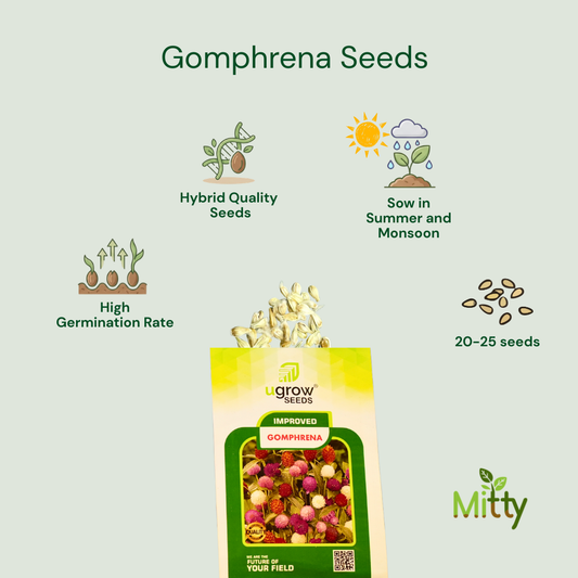 Gomphrena Seeds